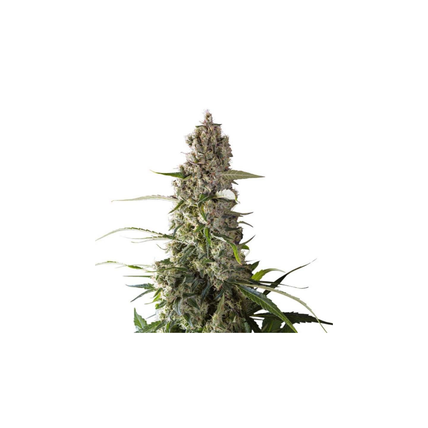 Prima Holandica (12+12) Regular de Super Sativa Seed Club
