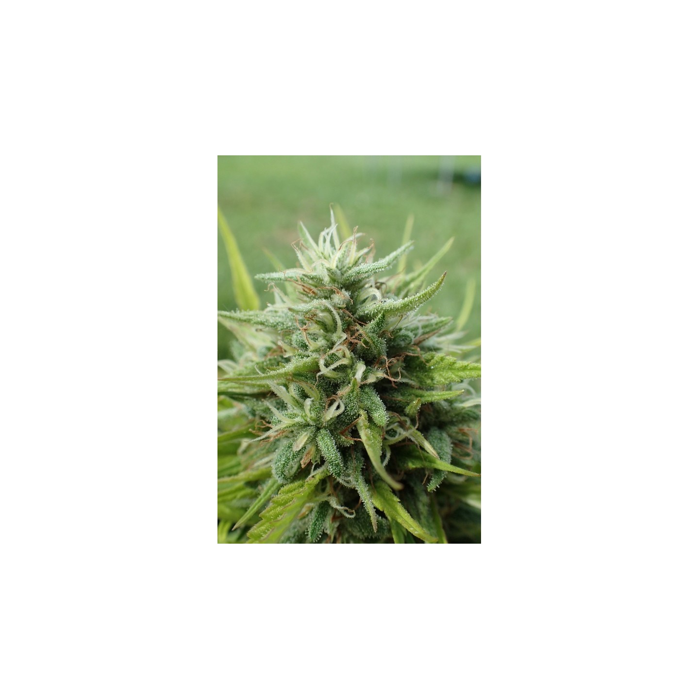 Cookies Krush Feminizada de Super Strains