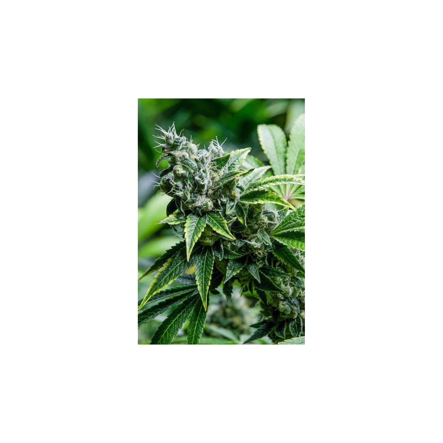 Eden Feminizada de Super Strains