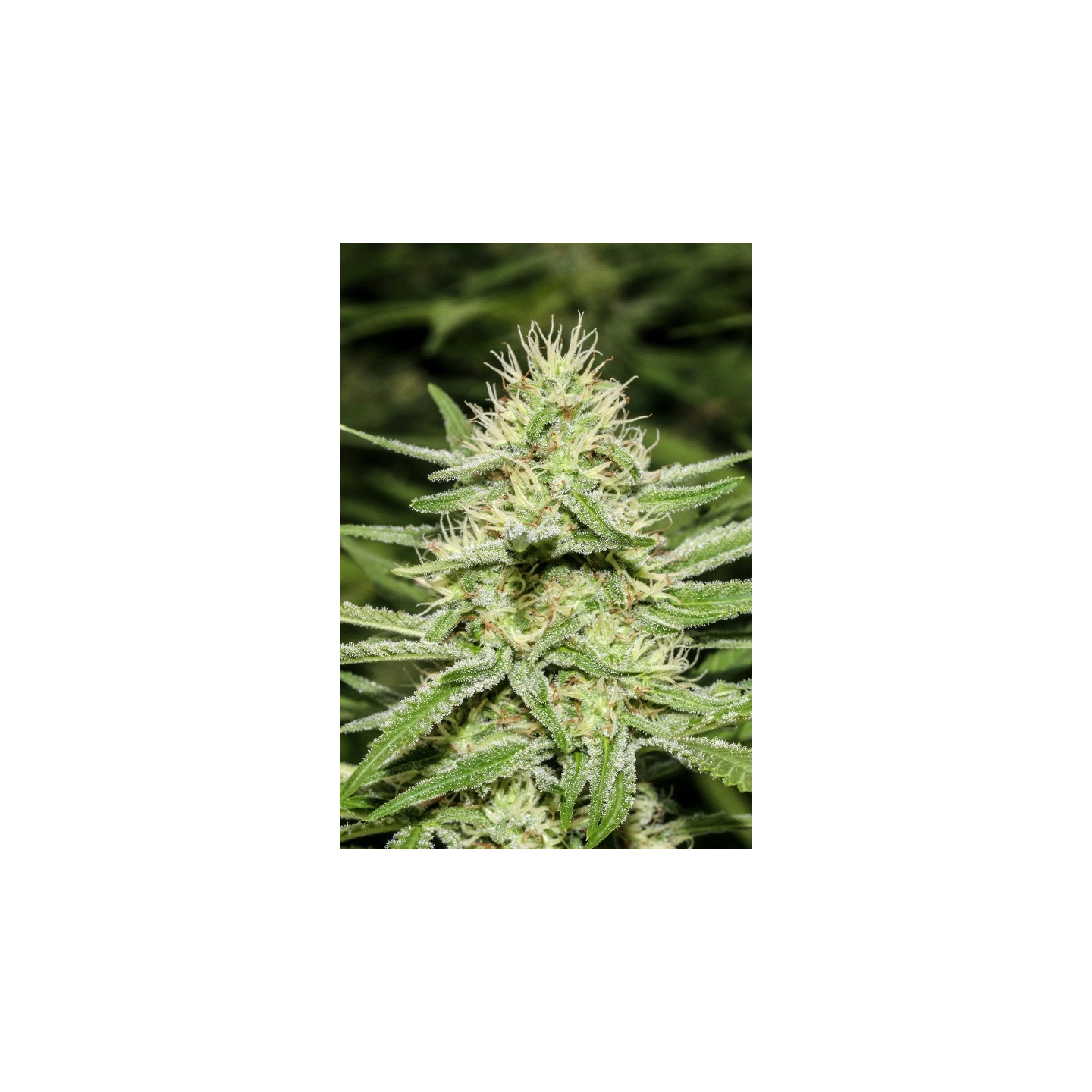 Enemy's Dream Feminizada de Super Strains