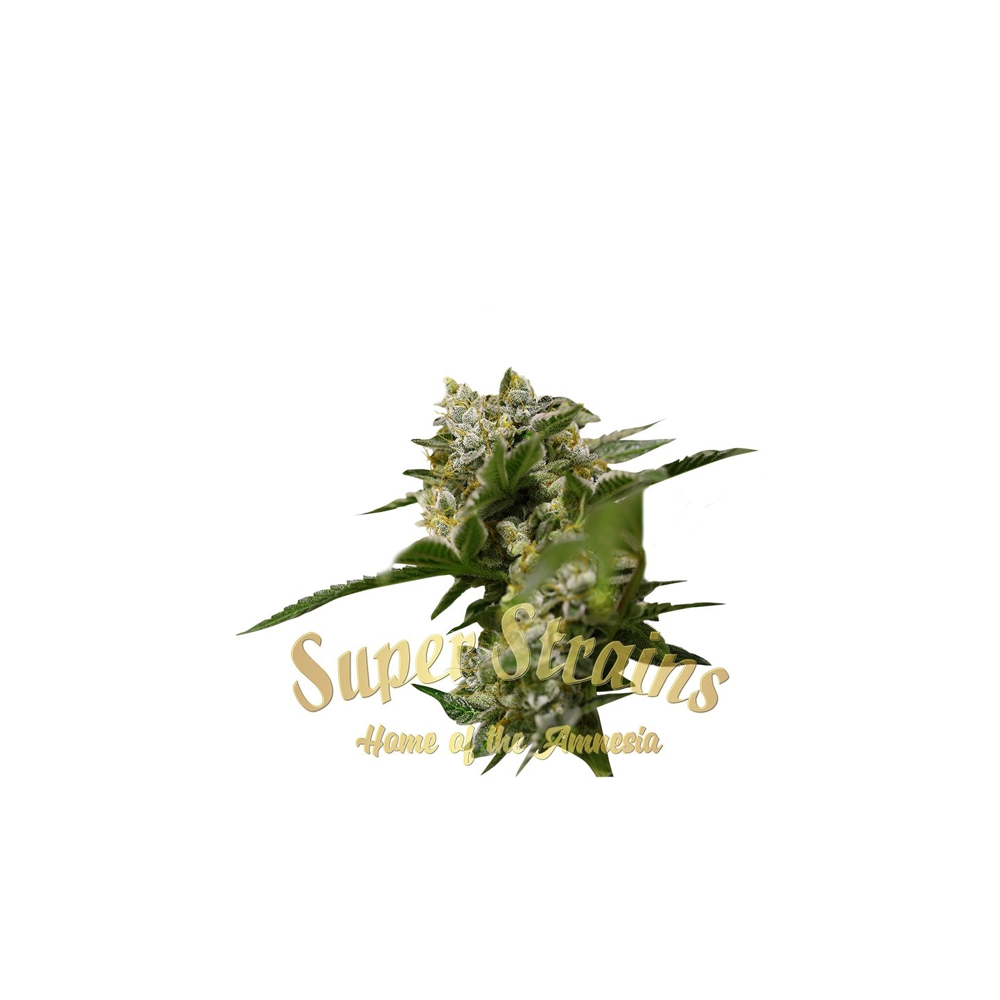 Ibiza Farmer's Feminizada de Super Strains