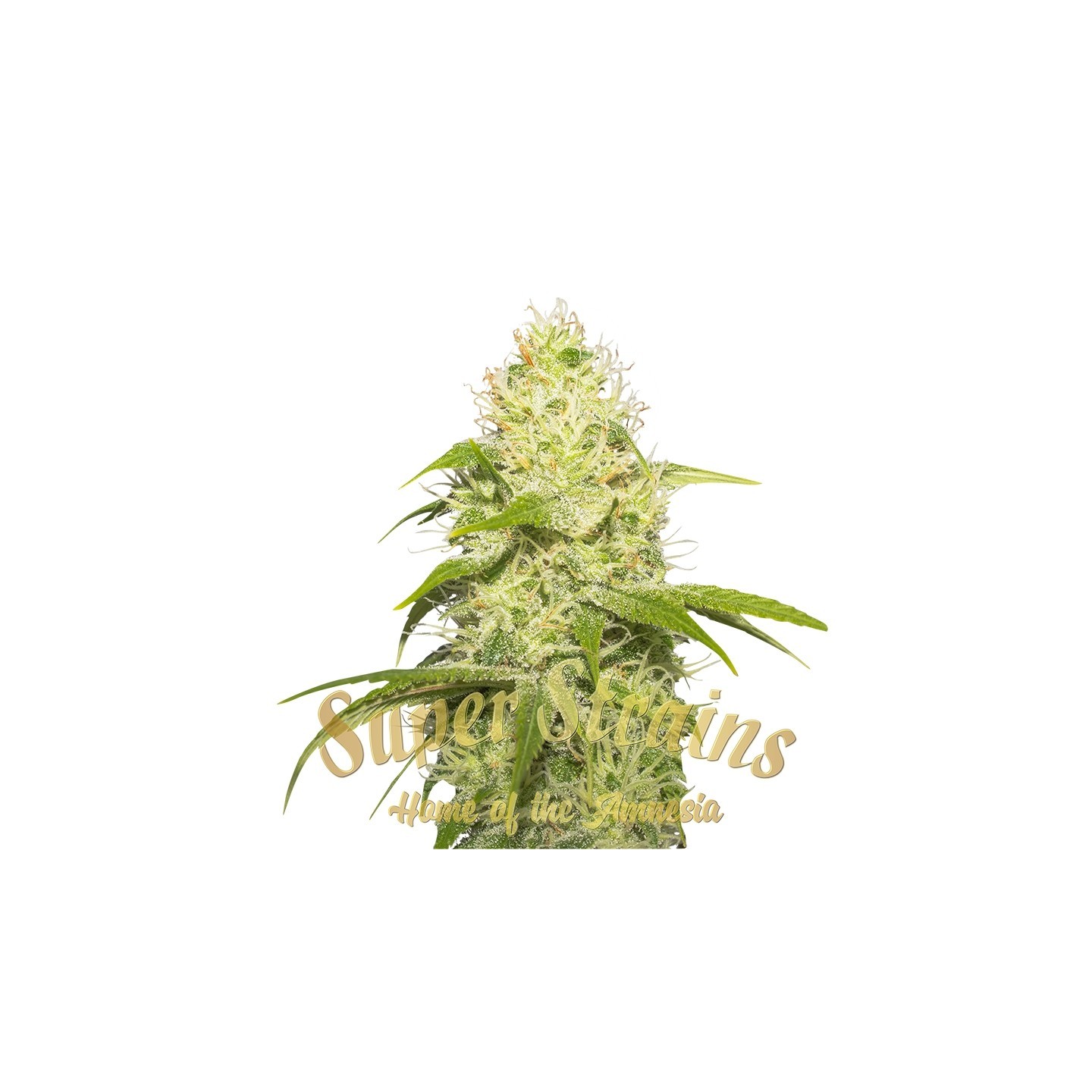 La Jefa Feminizada de Super Strains