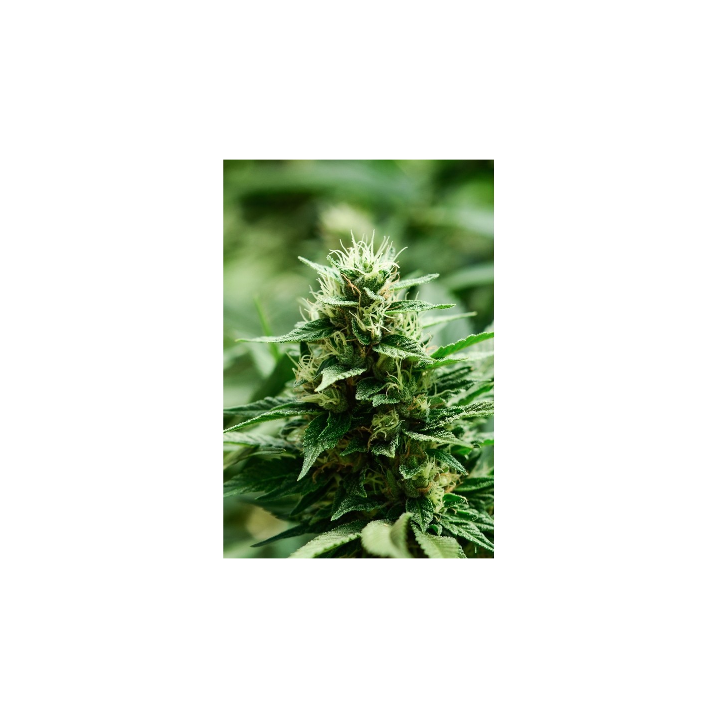Mexican Candy Feminizada de Super Strains
