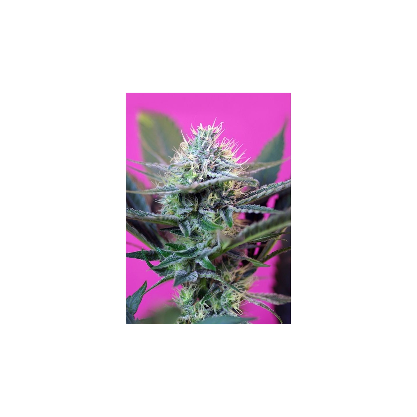 + Speed Auto ® de Sweet Seeds