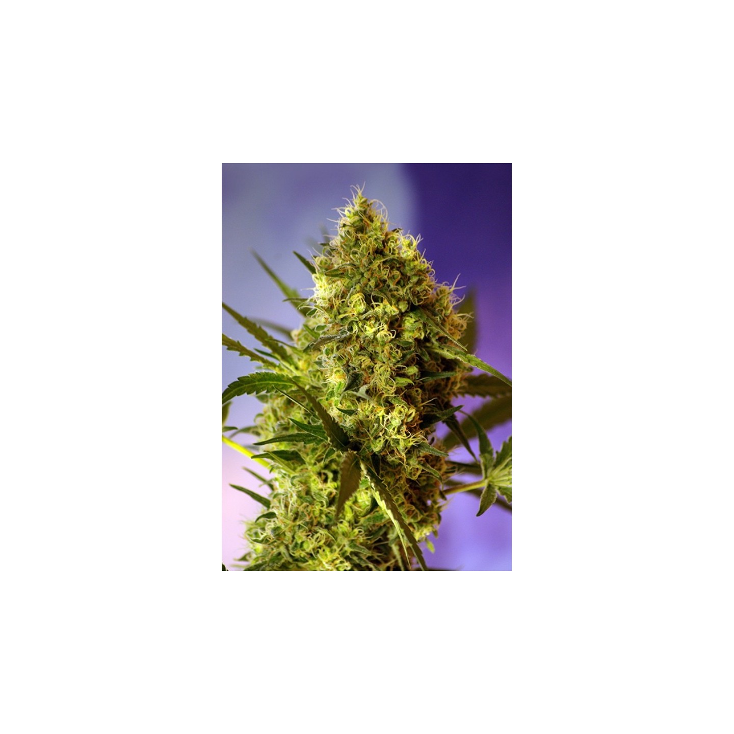 Big Devil#2 Auto Feminizada de Sweet Seeds