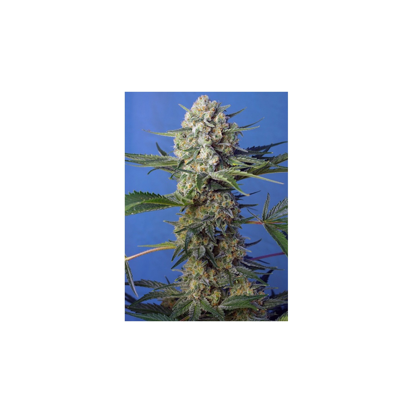 Crystal Candy Auto F1 Fast Version Feminizada de Sweet Seeds