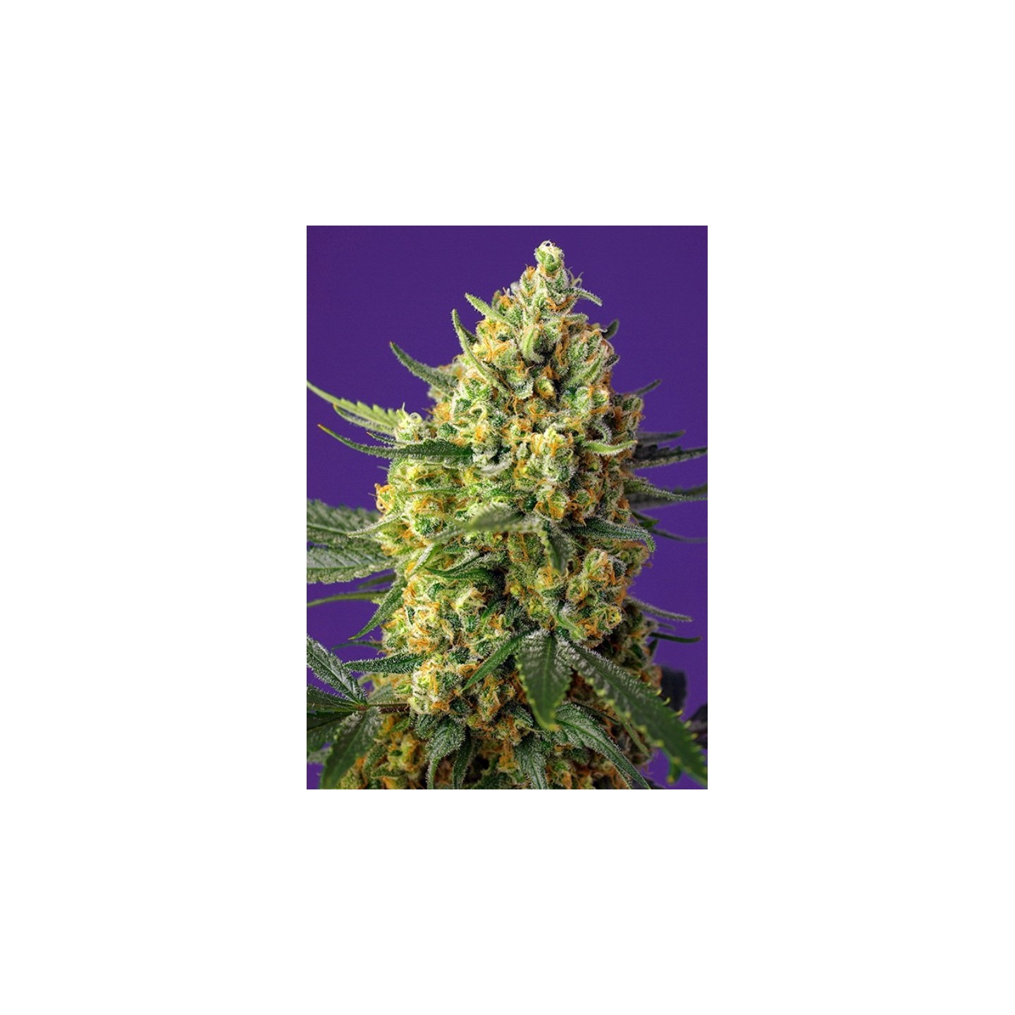 Crystal Candy Xl Auto Feminizada de Sweet Seeds