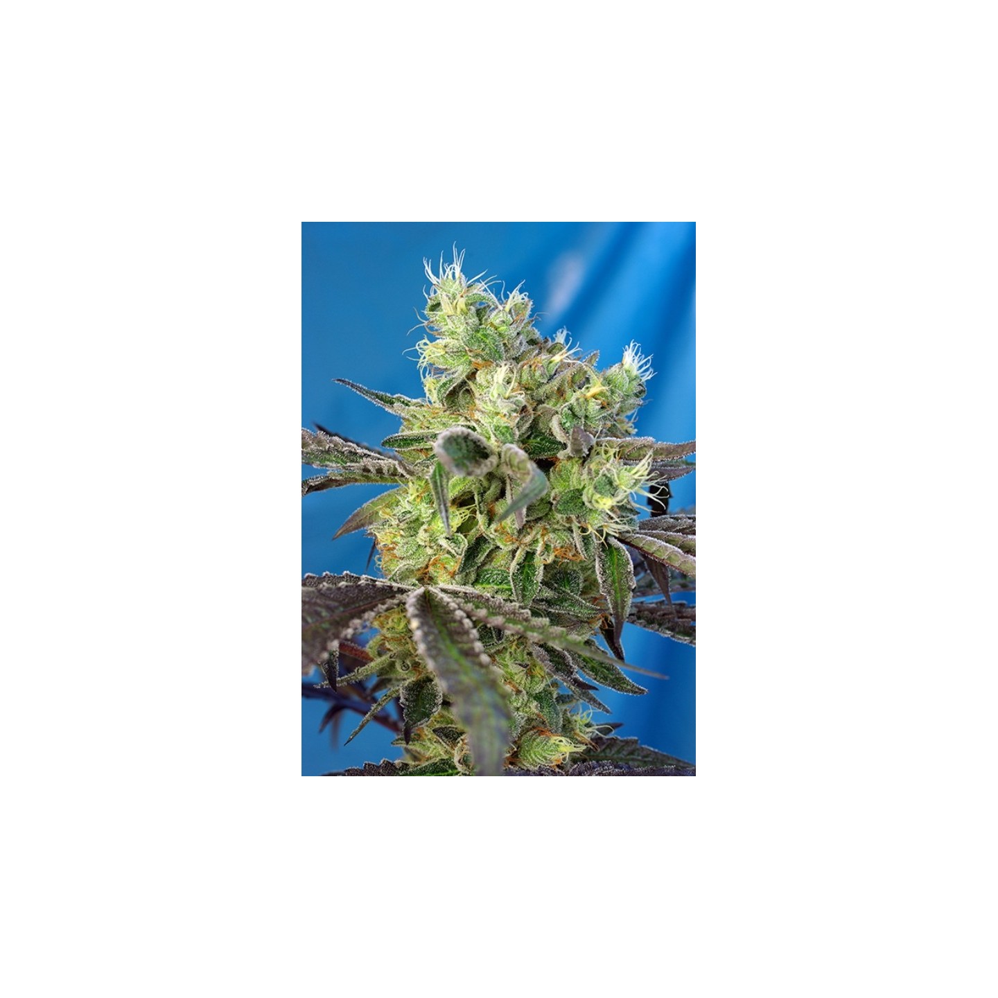 Do-Sweet-Dos Feminizada de Sweet Seeds