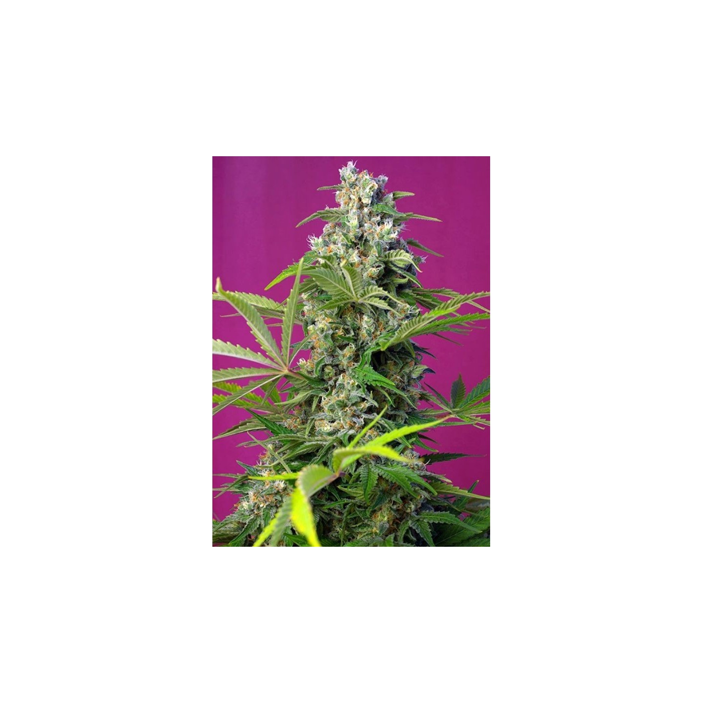 Gorilla Girl Feminizada de Sweet Seeds