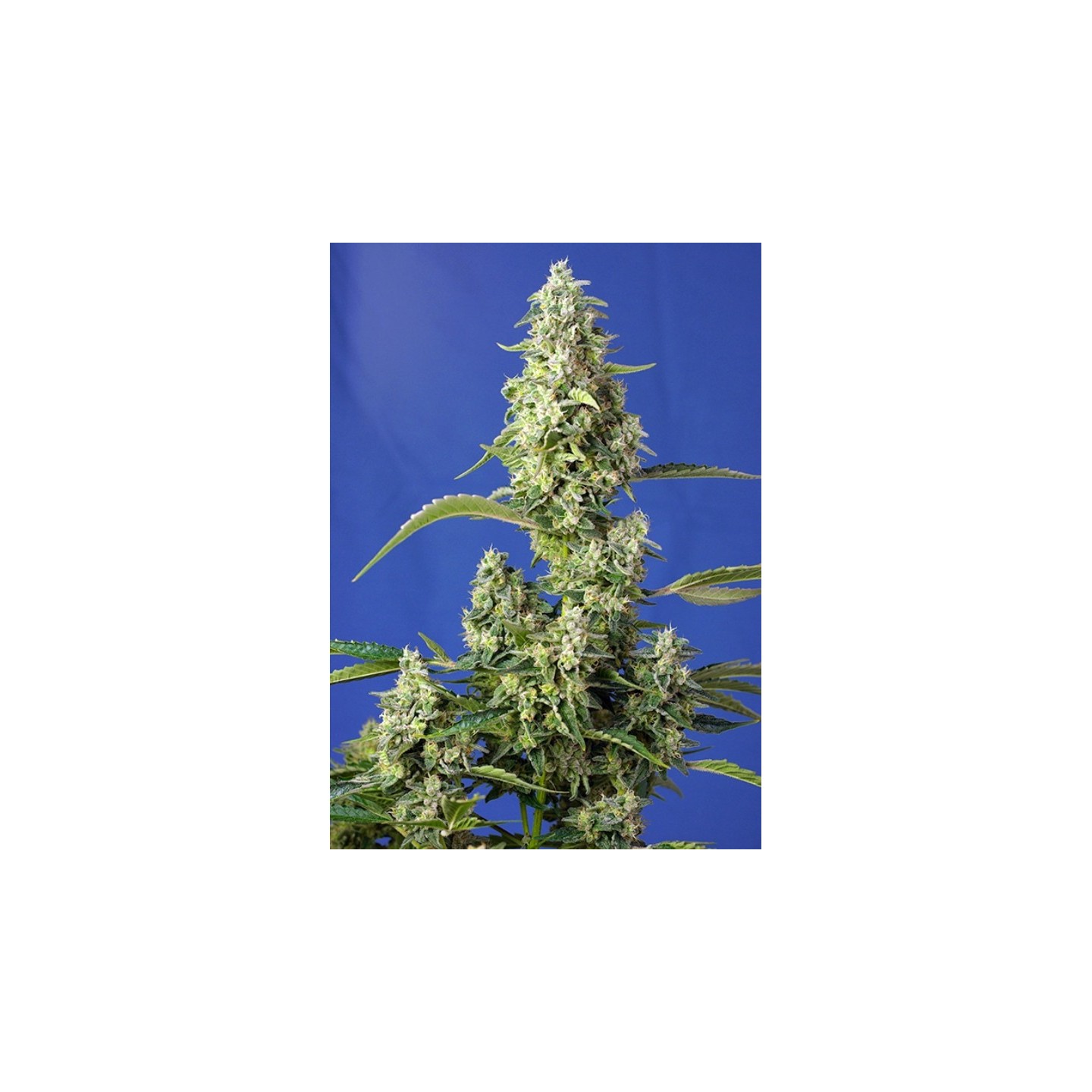 Gorilla Girl Xl Auto Feminizada de Sweet Seeds