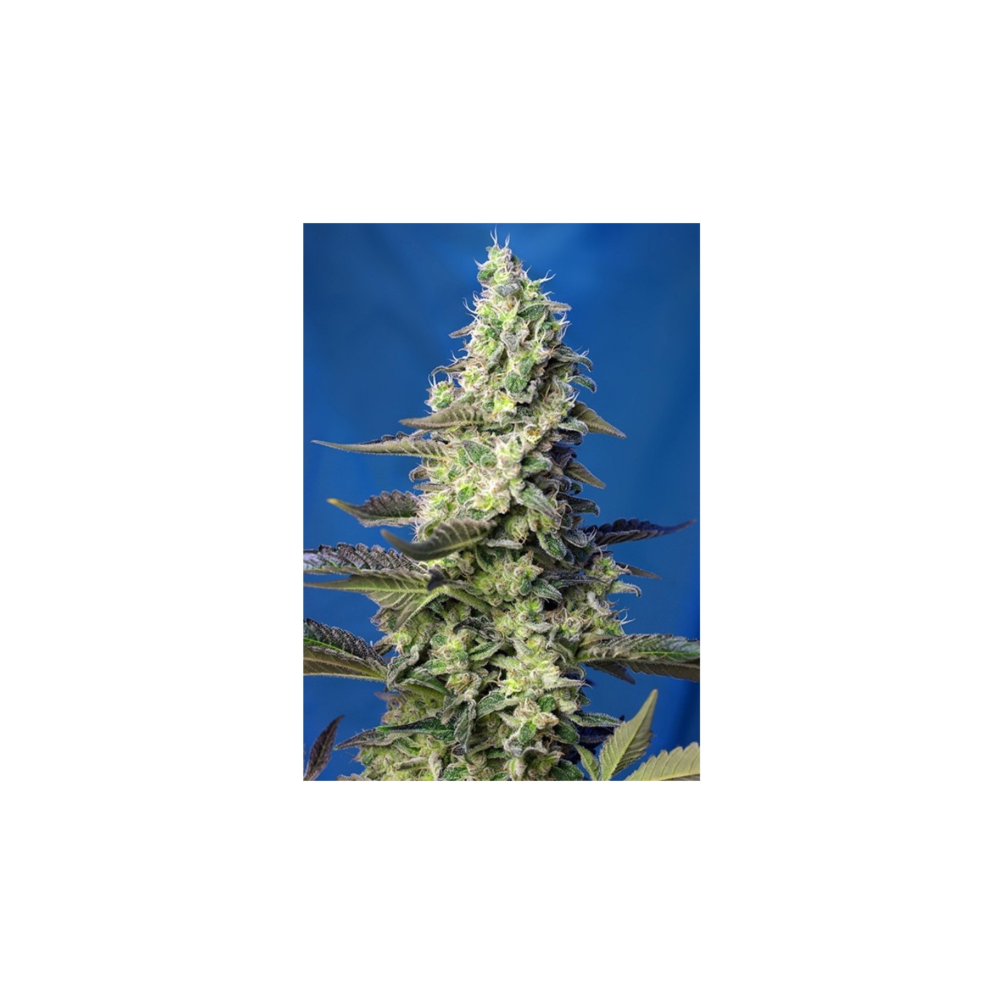 Green Poison Xl Auto Feminizada de Sweet Seeds