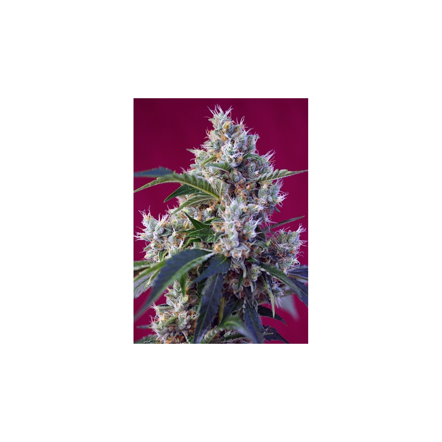 Indigo Berry Kusk Feminizada de Sweet Seeds