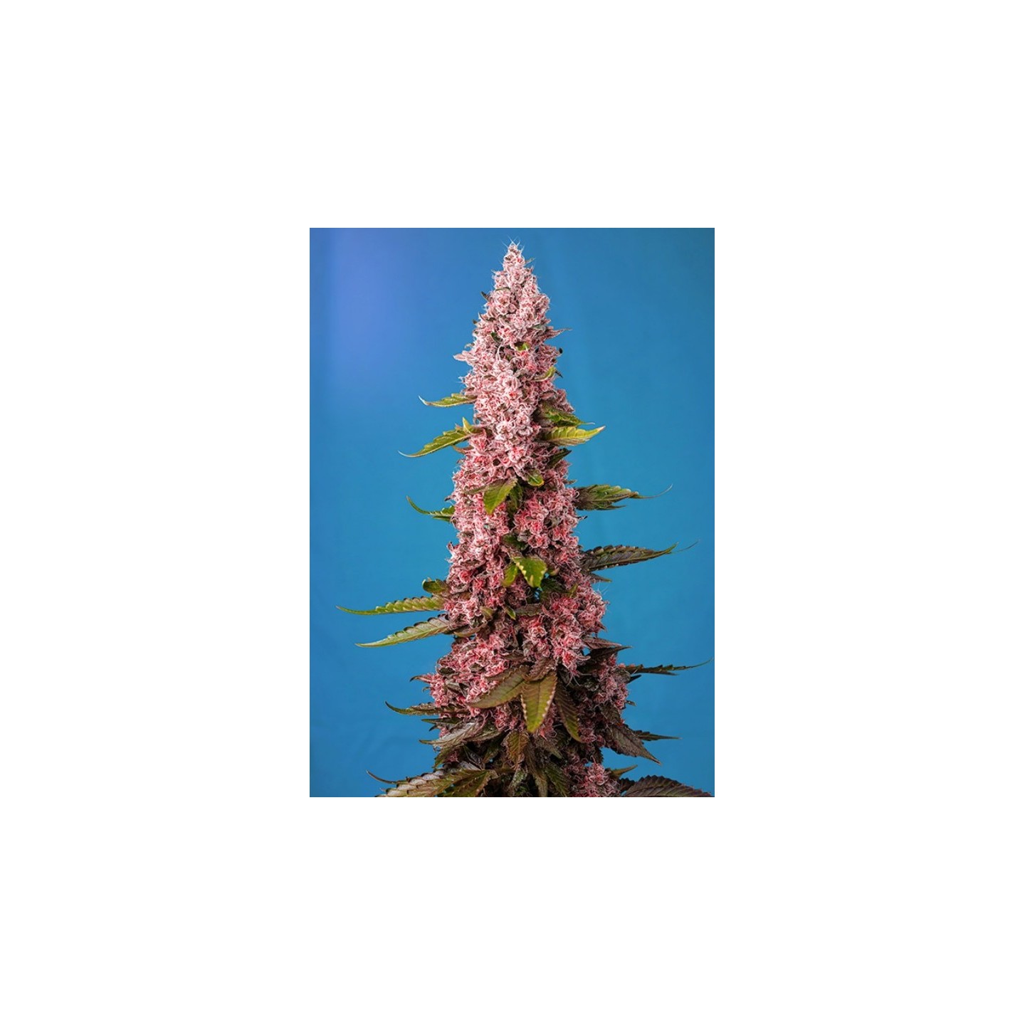 Red Hot Cookies Feminizada de Sweet Seeds