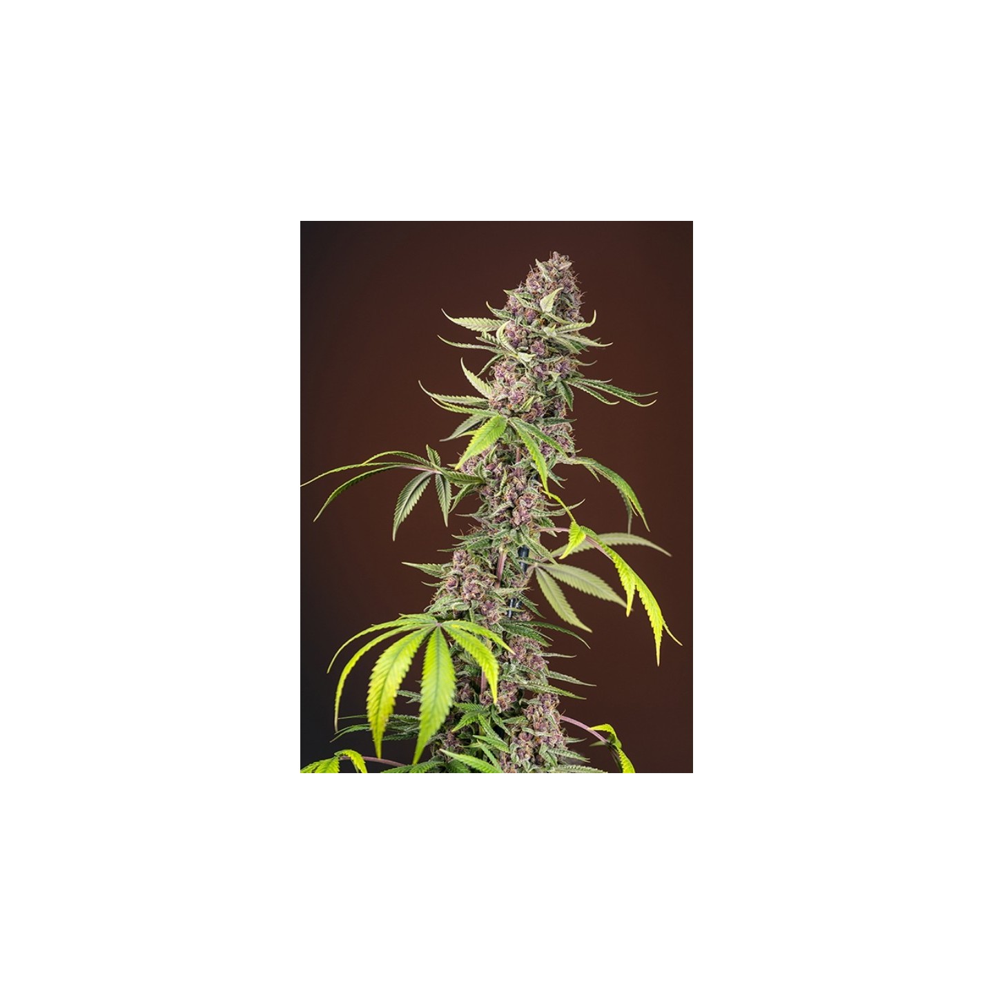 Red Mandarine F1 Fast Version Feminizada de Sweet Seeds