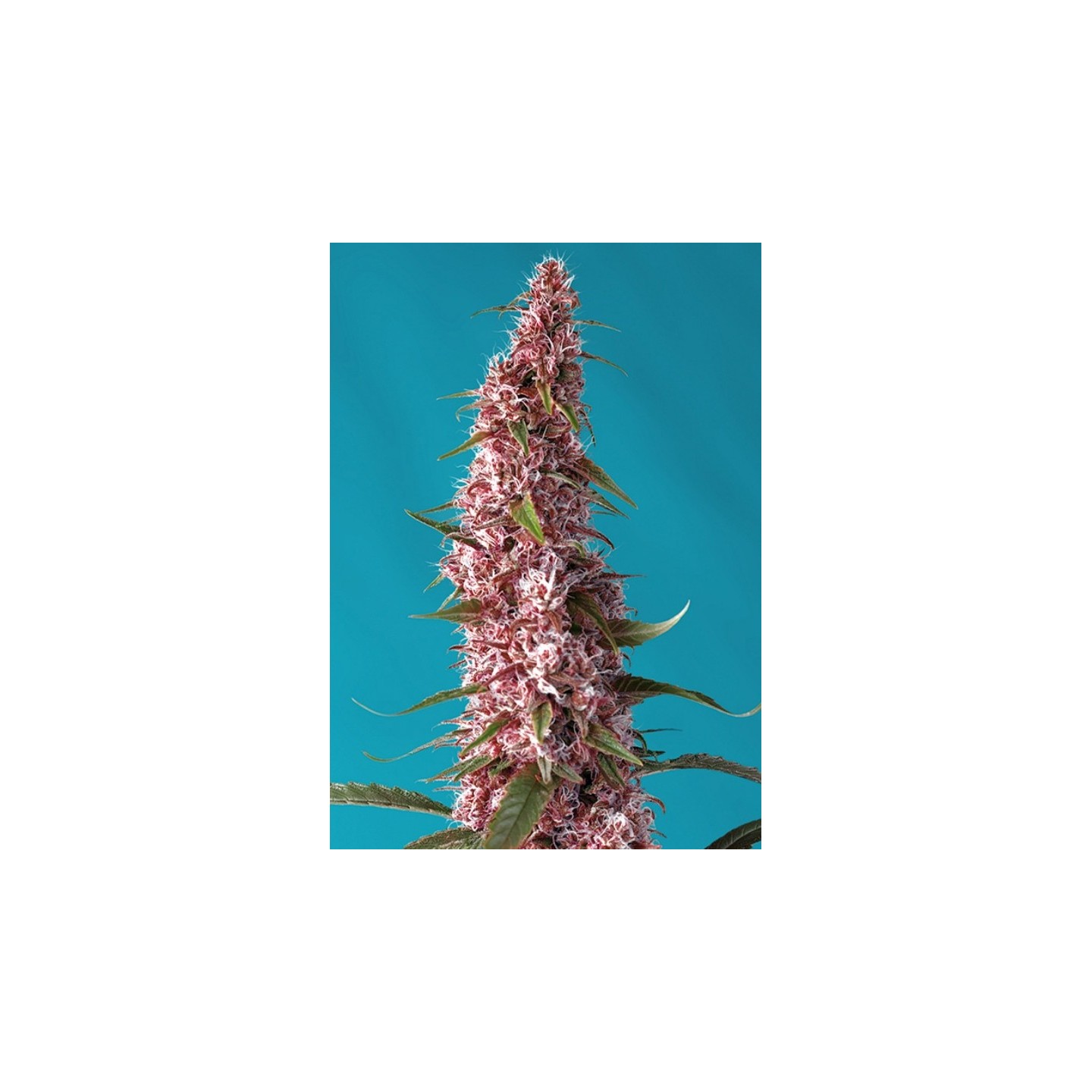 Red Pure Auto Cbd Feminizada de Sweet Seeds