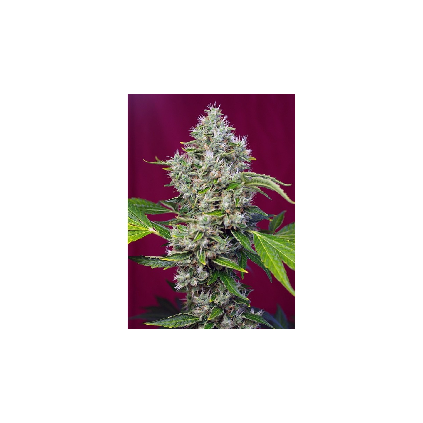San Fernando Lemon Kusk Feminizada de Sweet Seeds