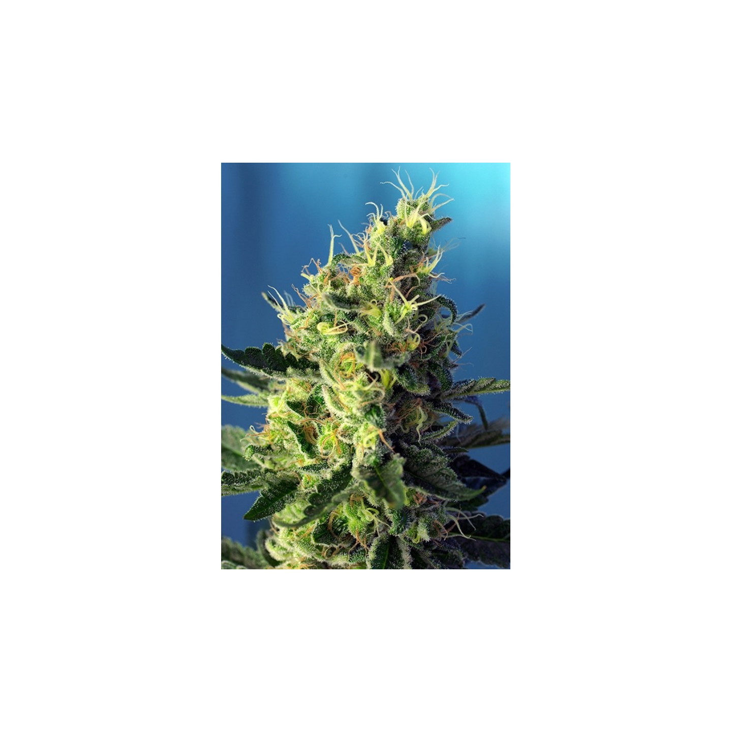 Sweet Amnesia Haze Feminizada de Sweet Seeds