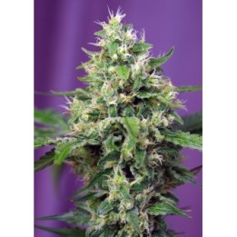 Sweet Amnesia Haze Xl Auto Feminizada de Sweet Seeds