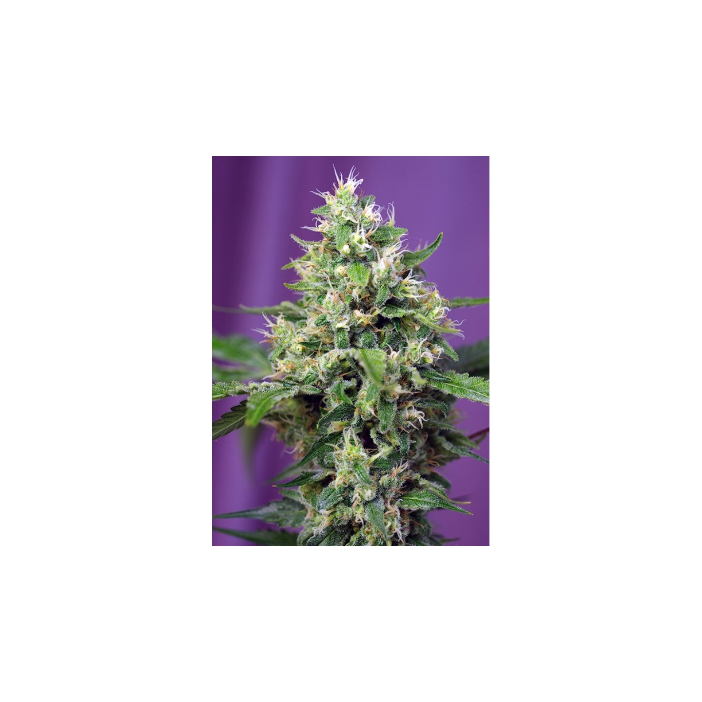 Sweet Amnesia Haze Xl Auto Feminizada de Sweet Seeds