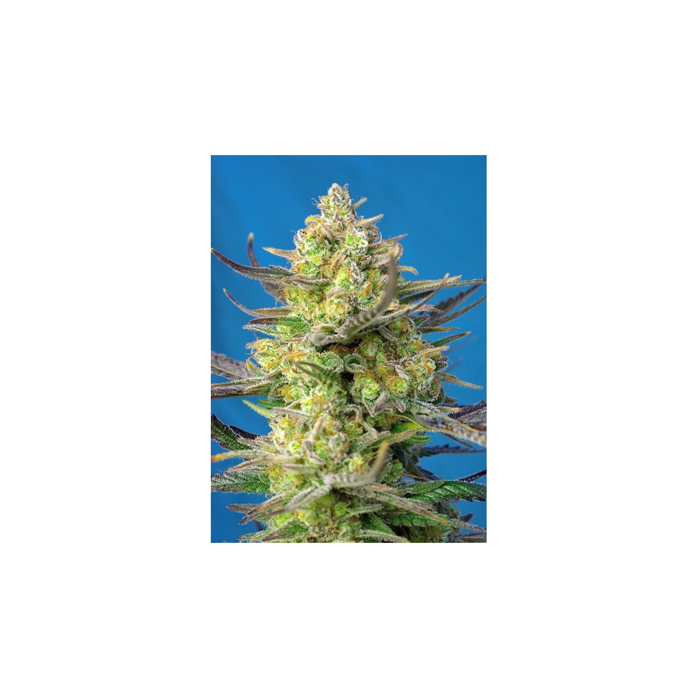 Sweet Cheese Xl Auto Feminizada de Sweet Seeds