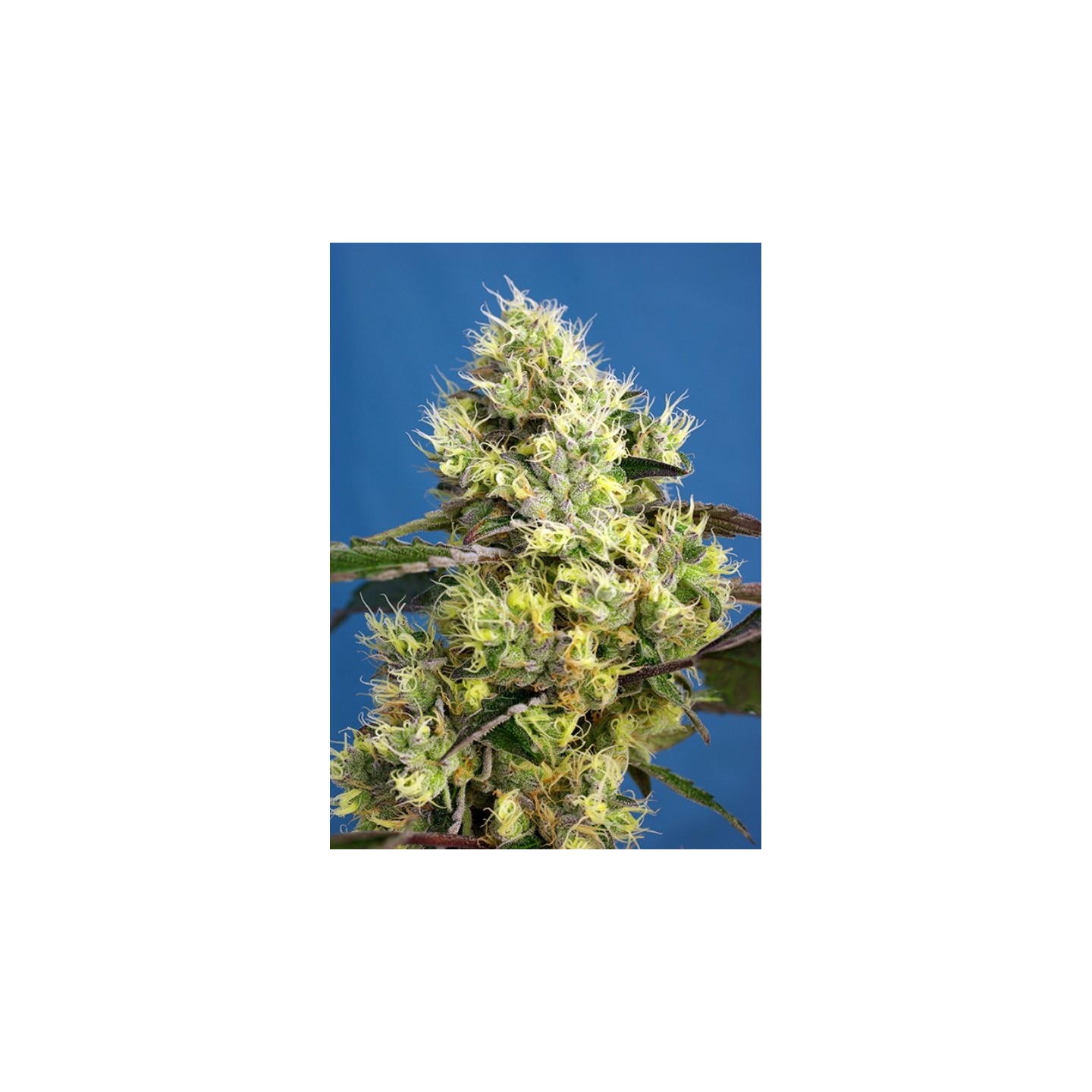 Sweet Gelato Auto Feminizada de Sweet Seeds