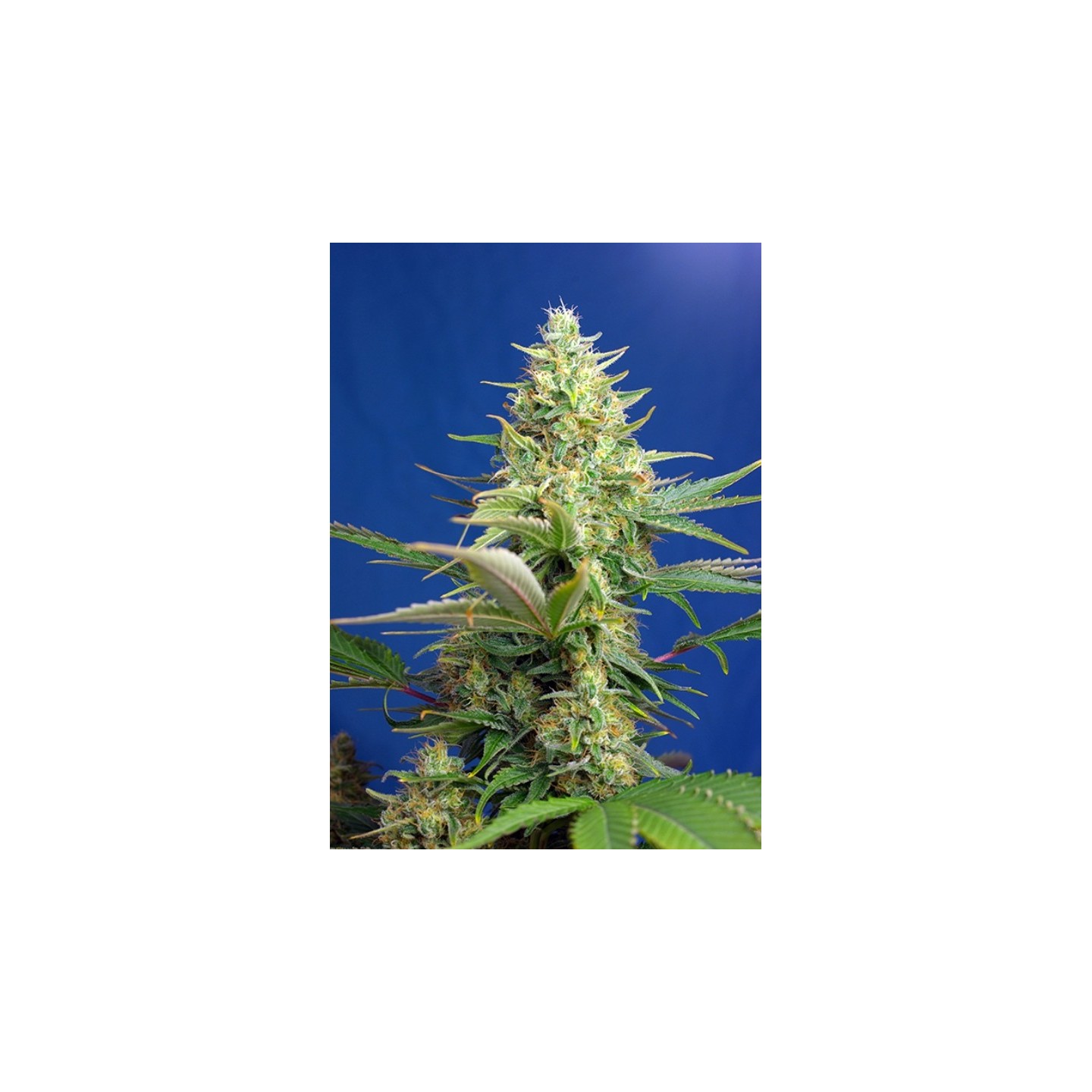 Sweet Pure Auto Cbd Feminizada de Sweet Seeds