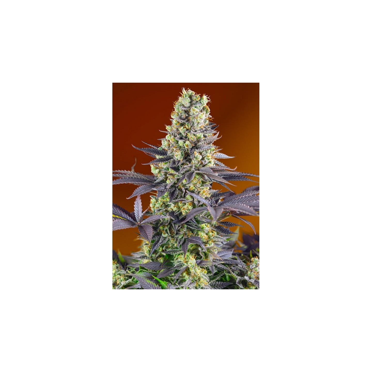 Sweet Zkittlez Feminizada de Sweet Seeds