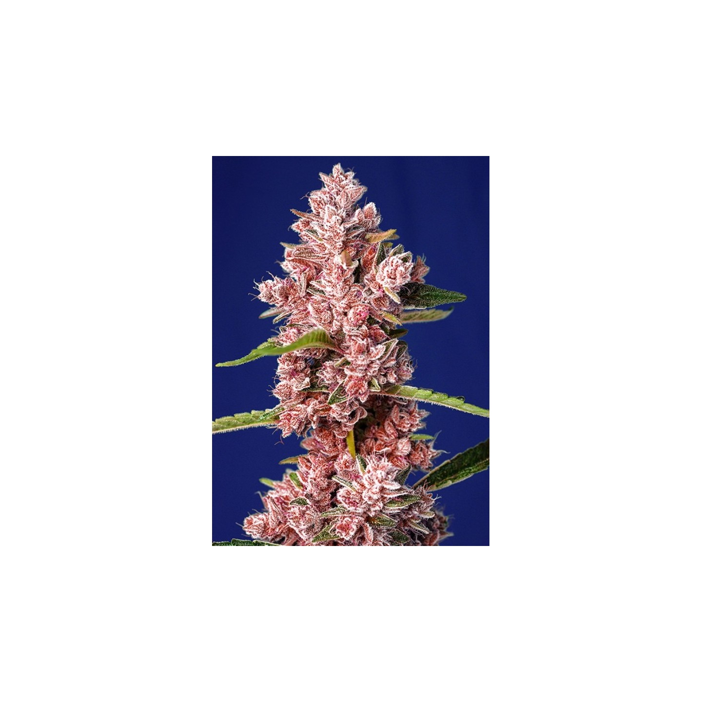 Tropicanna Poison F1 Fast Version Feminizada de Sweet Seeds