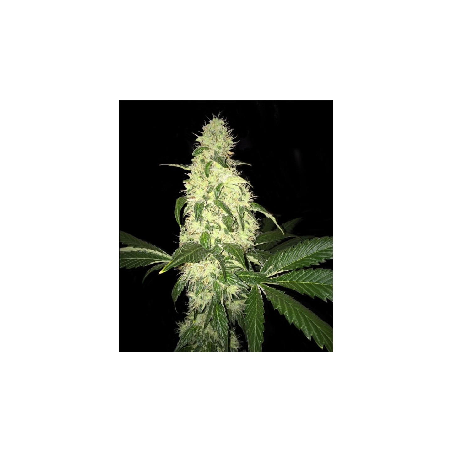 Afghaniberry Regular de T.H. Seeds