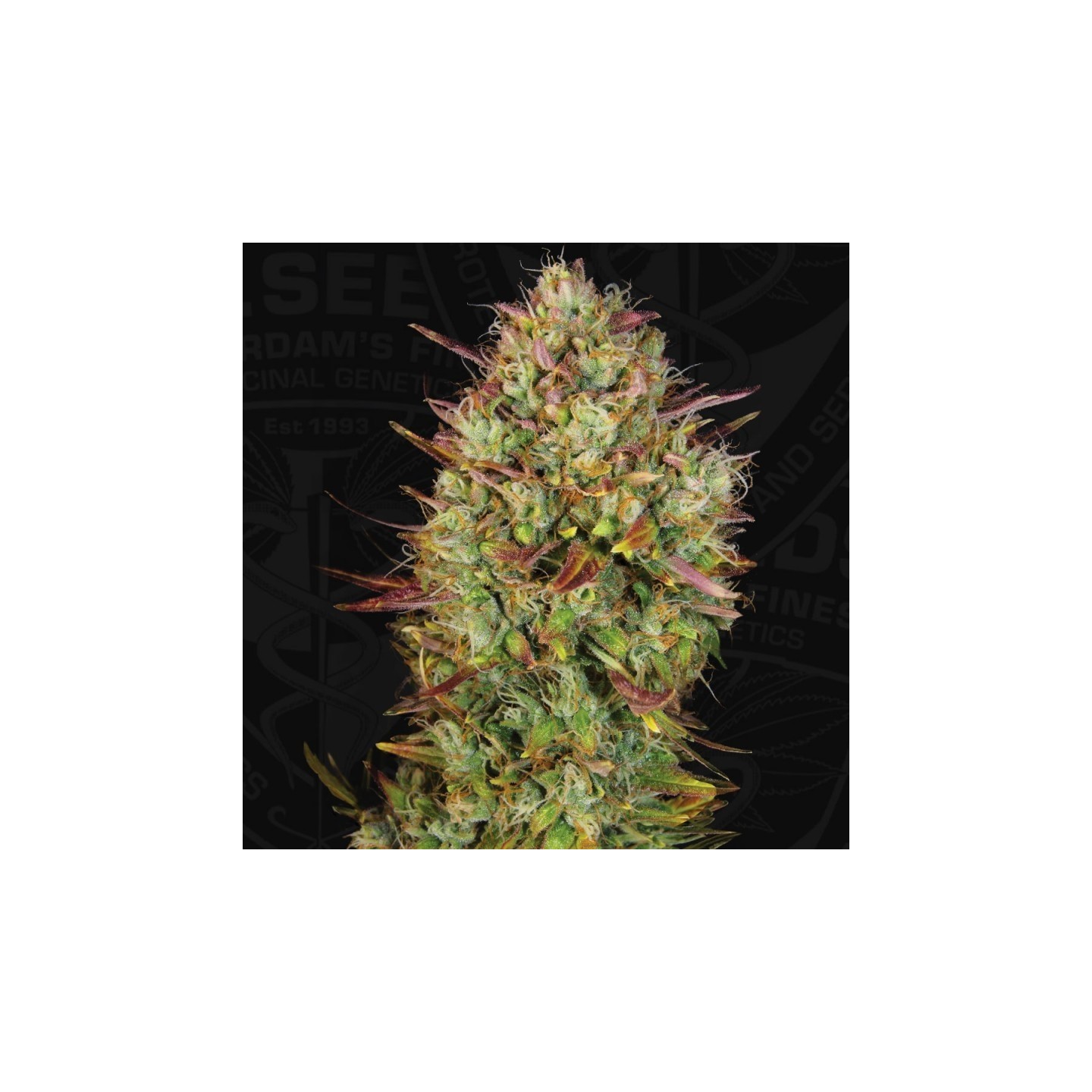 Auto Mk Ultra Feminizada de T.H. Seeds