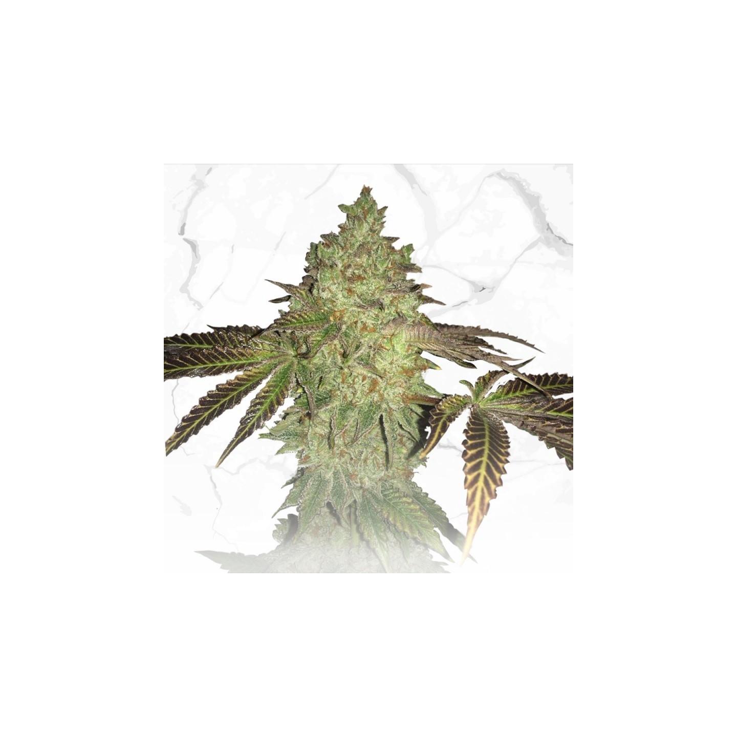 Birthday Cake X Birthday Cake Regular de T.H. Seeds