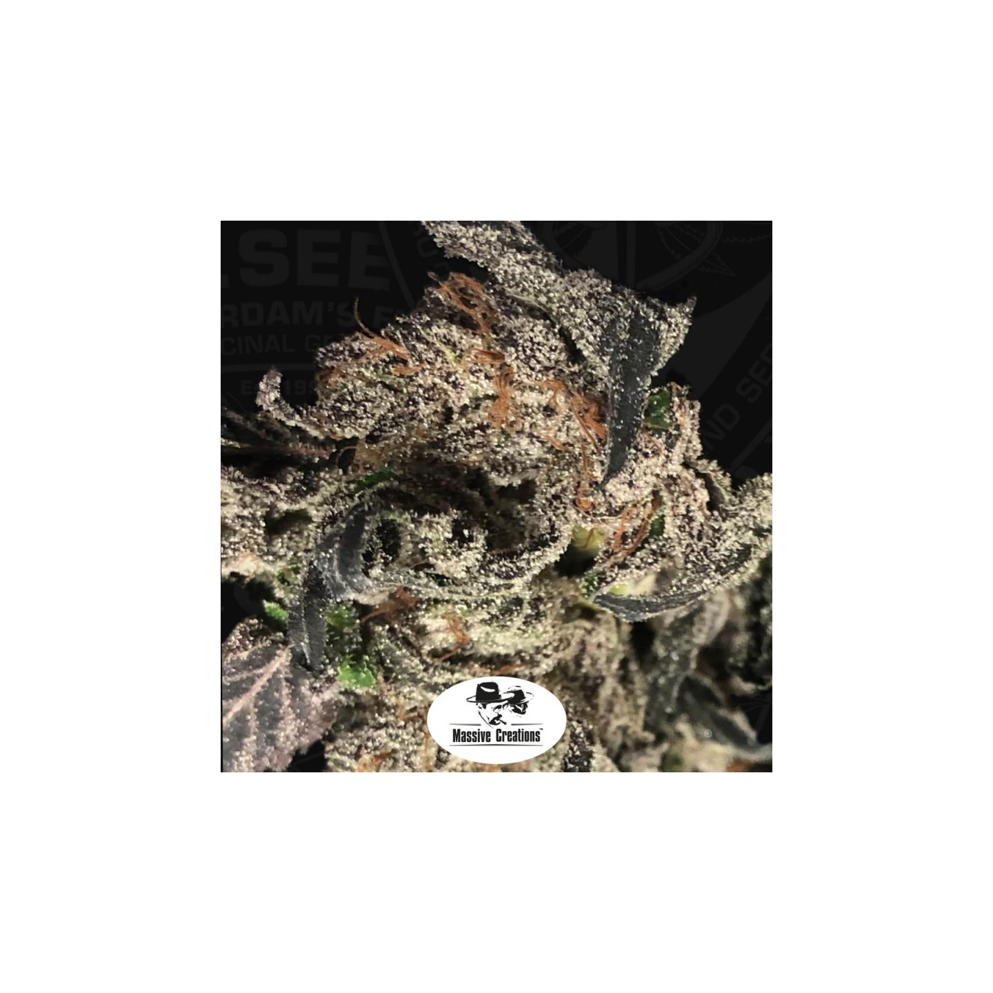 Black Apple Hitchcock Regular de T.H. Seeds