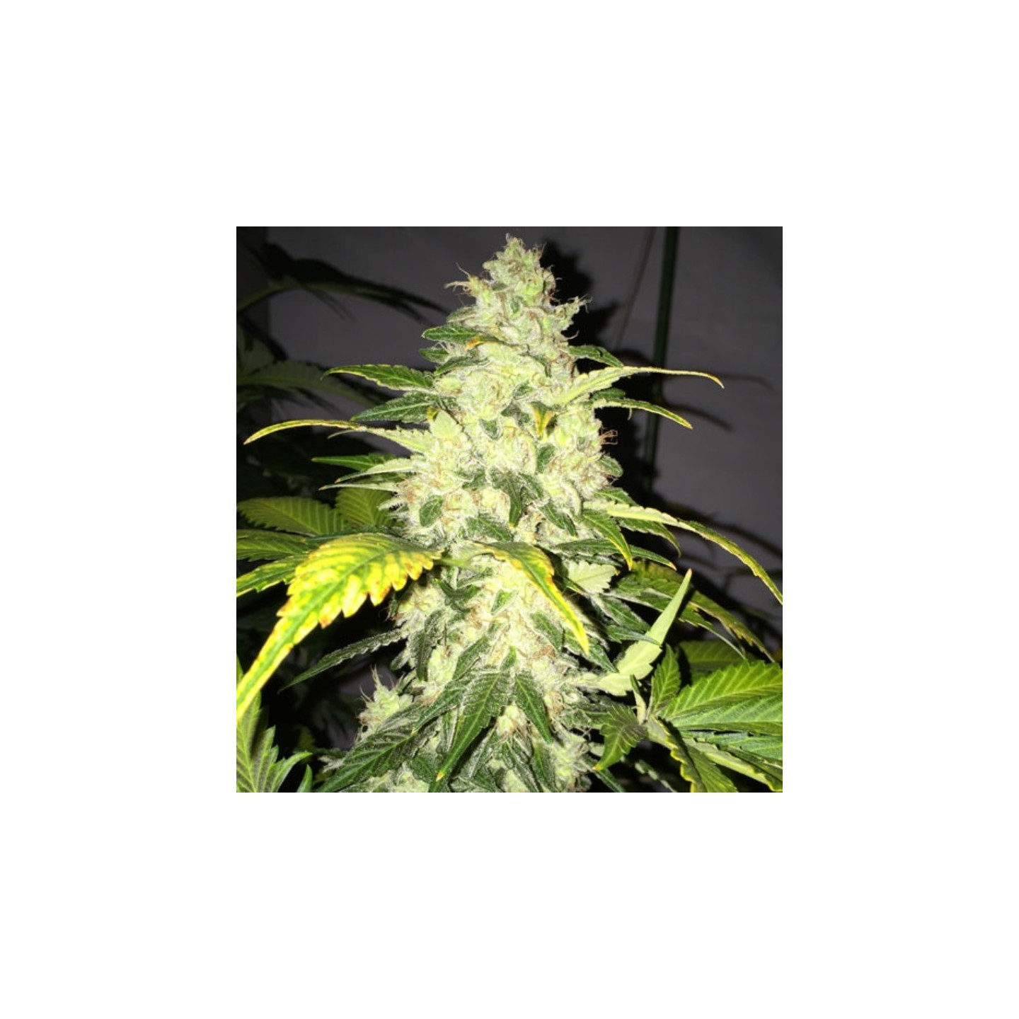 Chocolate Chunk Feminizada de T.H. Seeds