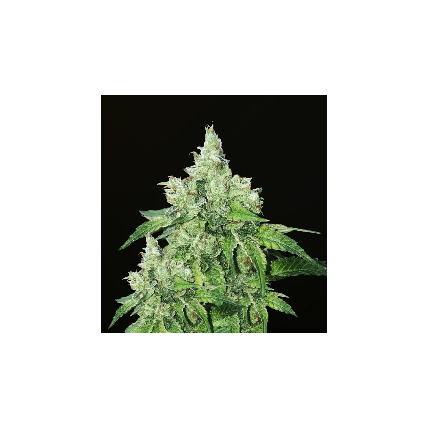 Citron Givre Feminizada de T.H. Seeds