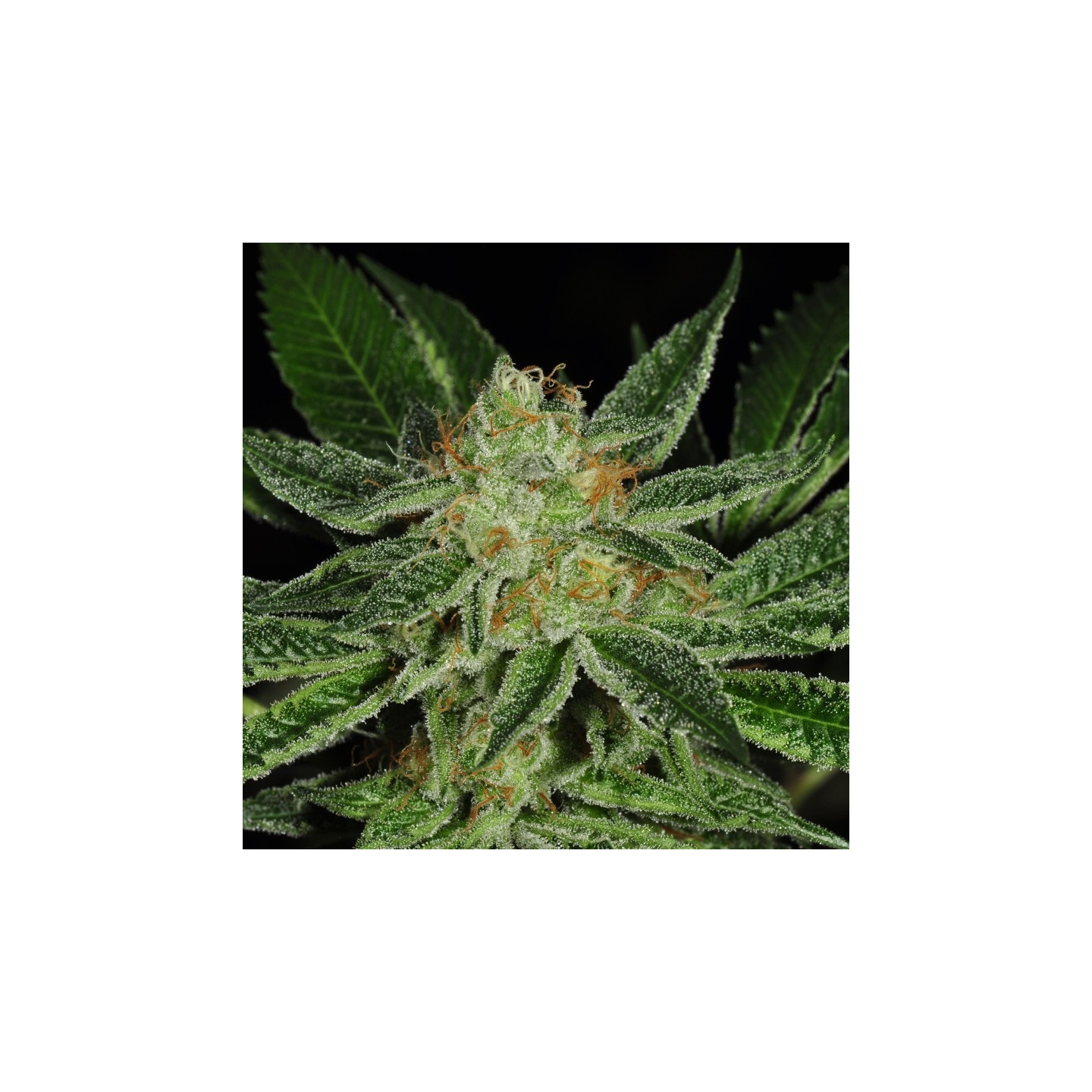 Cold Creek Kush Regular de T.H. Seeds