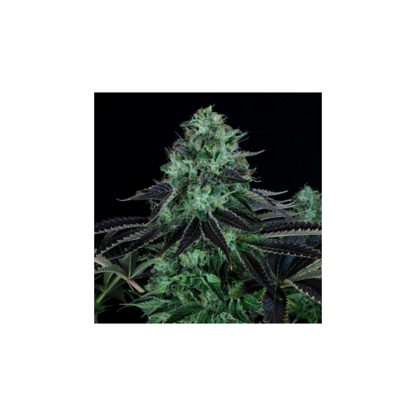 Darkstar Regular de T.H. Seeds