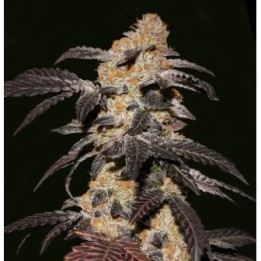 French Cookies de T.H. Seeds