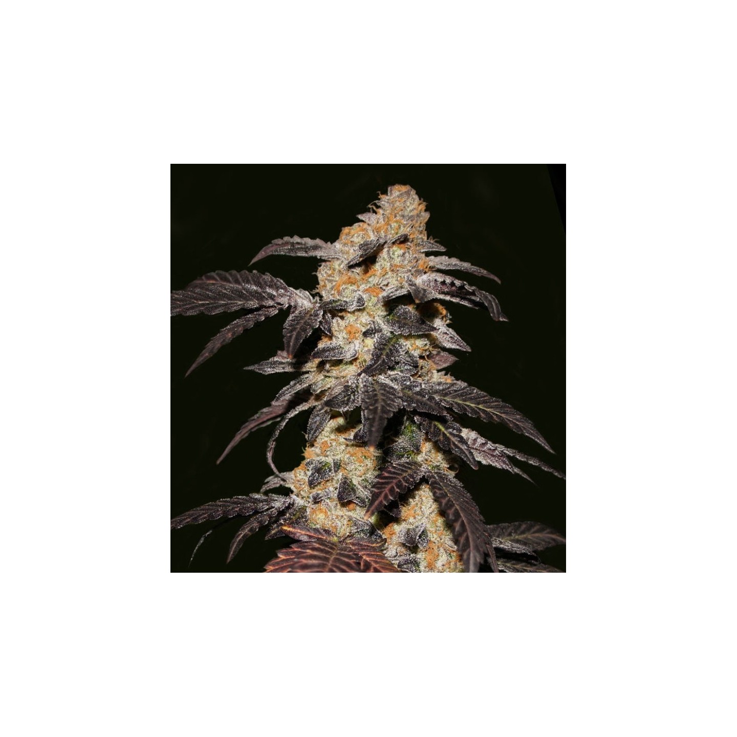 French Cookies de T.H. Seeds