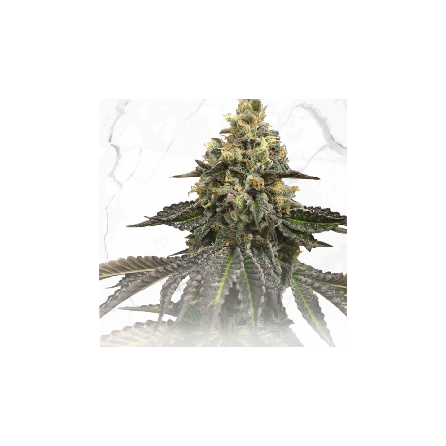 French Cookies X Birthday Cake Regular de T.H. Seeds