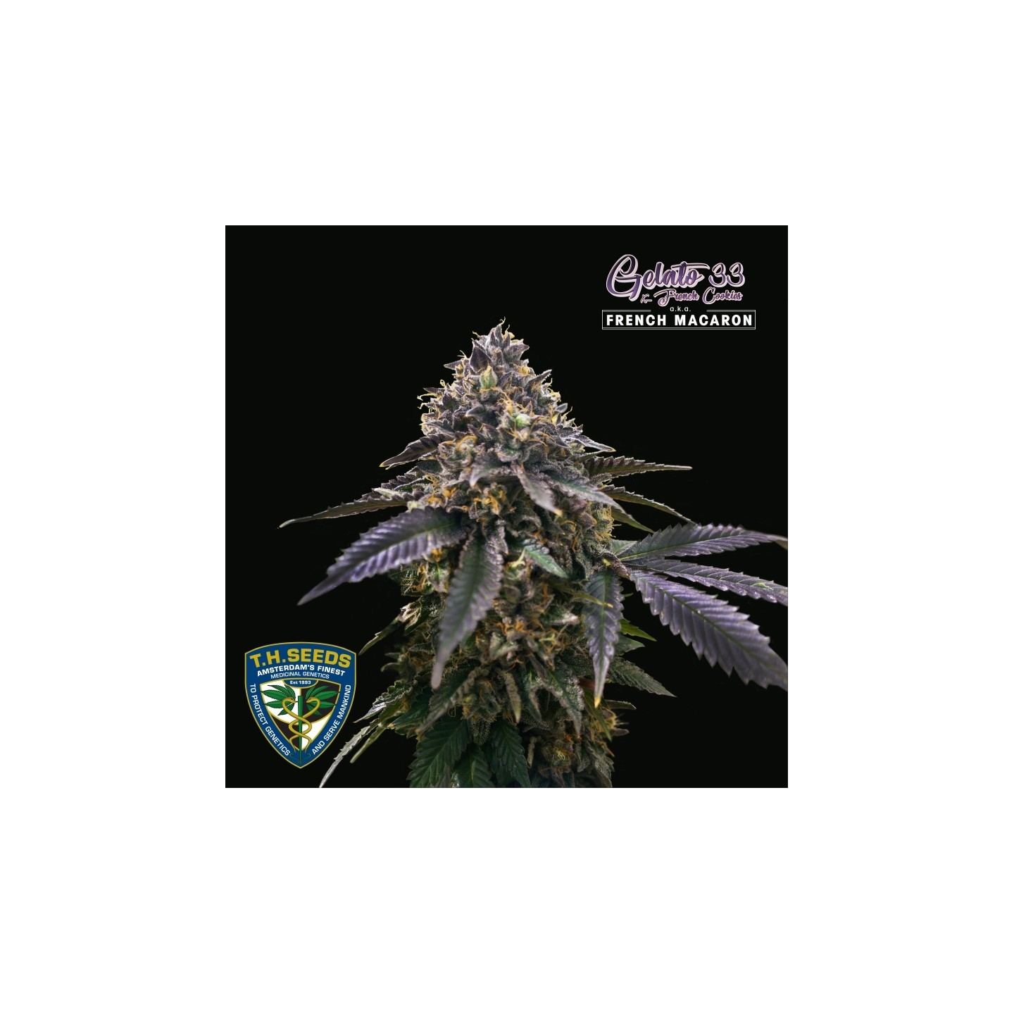 French Macaron Gelato 33 X French Cookies de T.H. Seeds