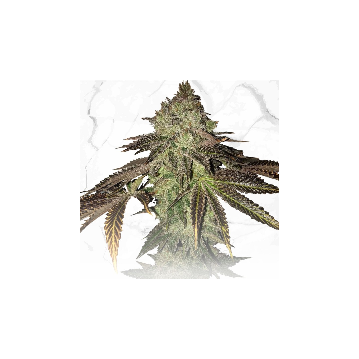 Gelato 33 X Birthday Cake Regular de T.H. Seeds