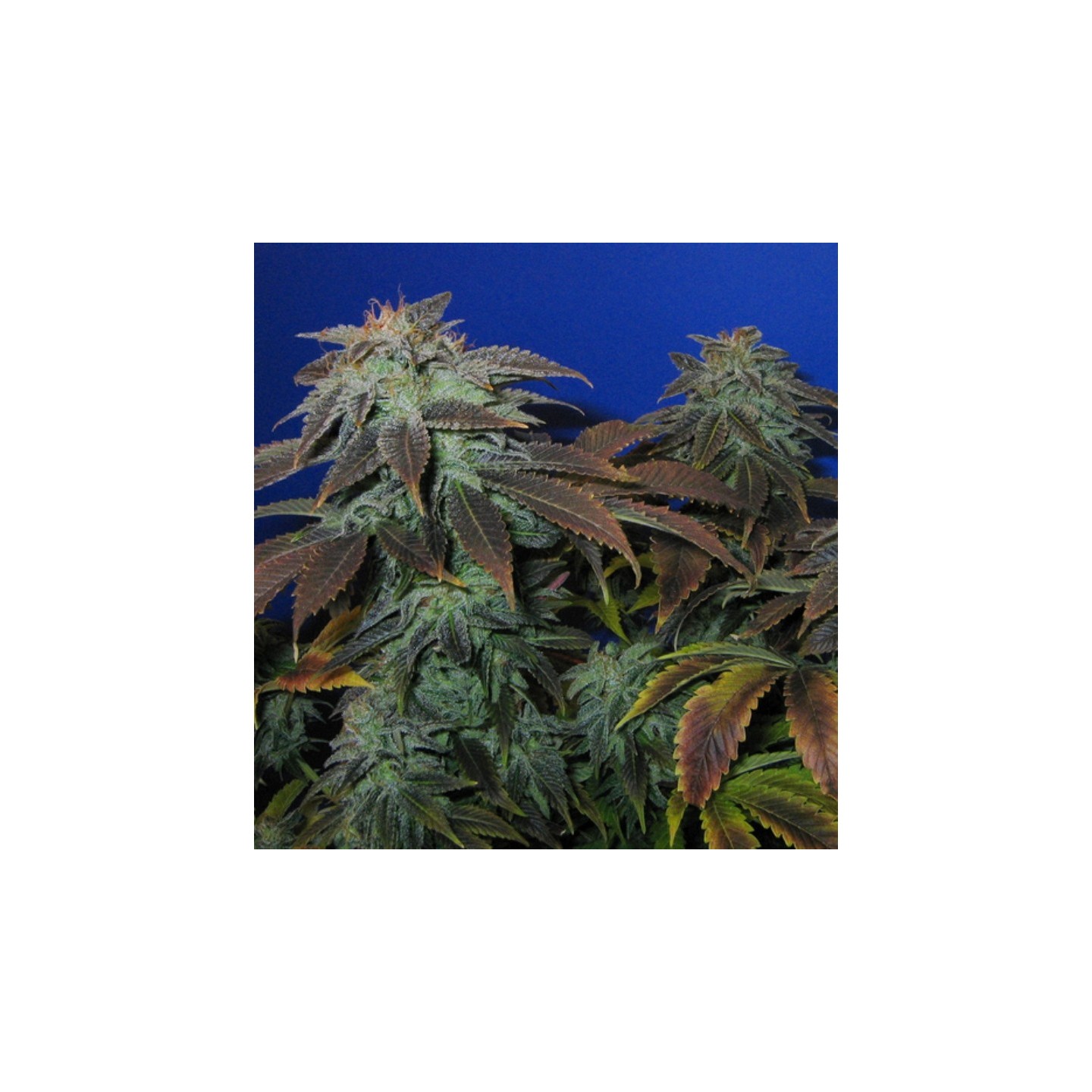 Heavy Duty Fruity Regular de T.H. Seeds