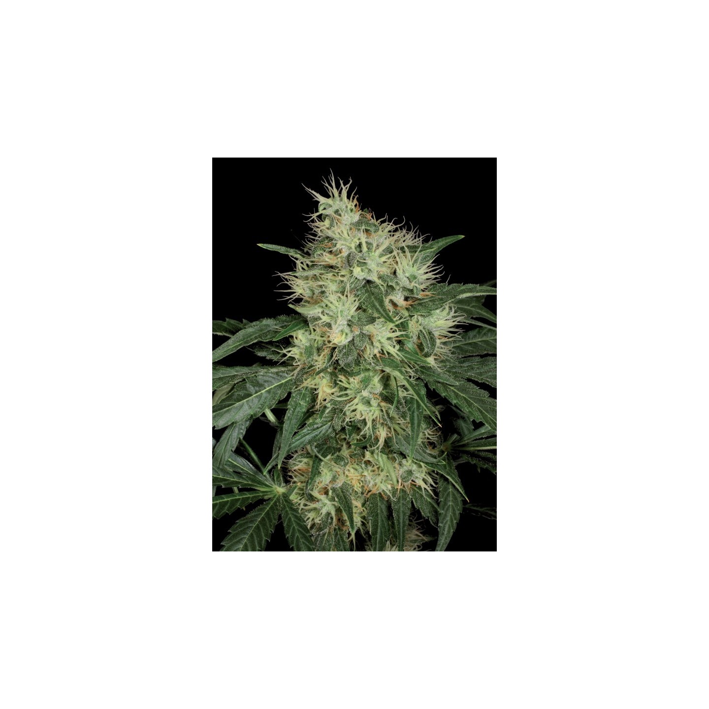Lambo Regular de T.H. Seeds
