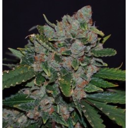 M.O.B. Feminizada de T.H. Seeds