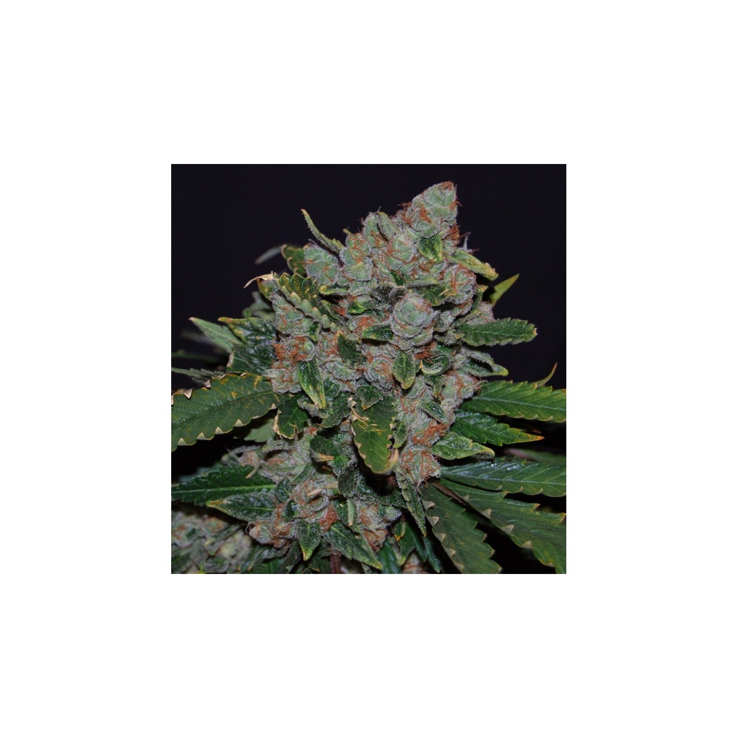 M.O.B. Feminizada de T.H. Seeds