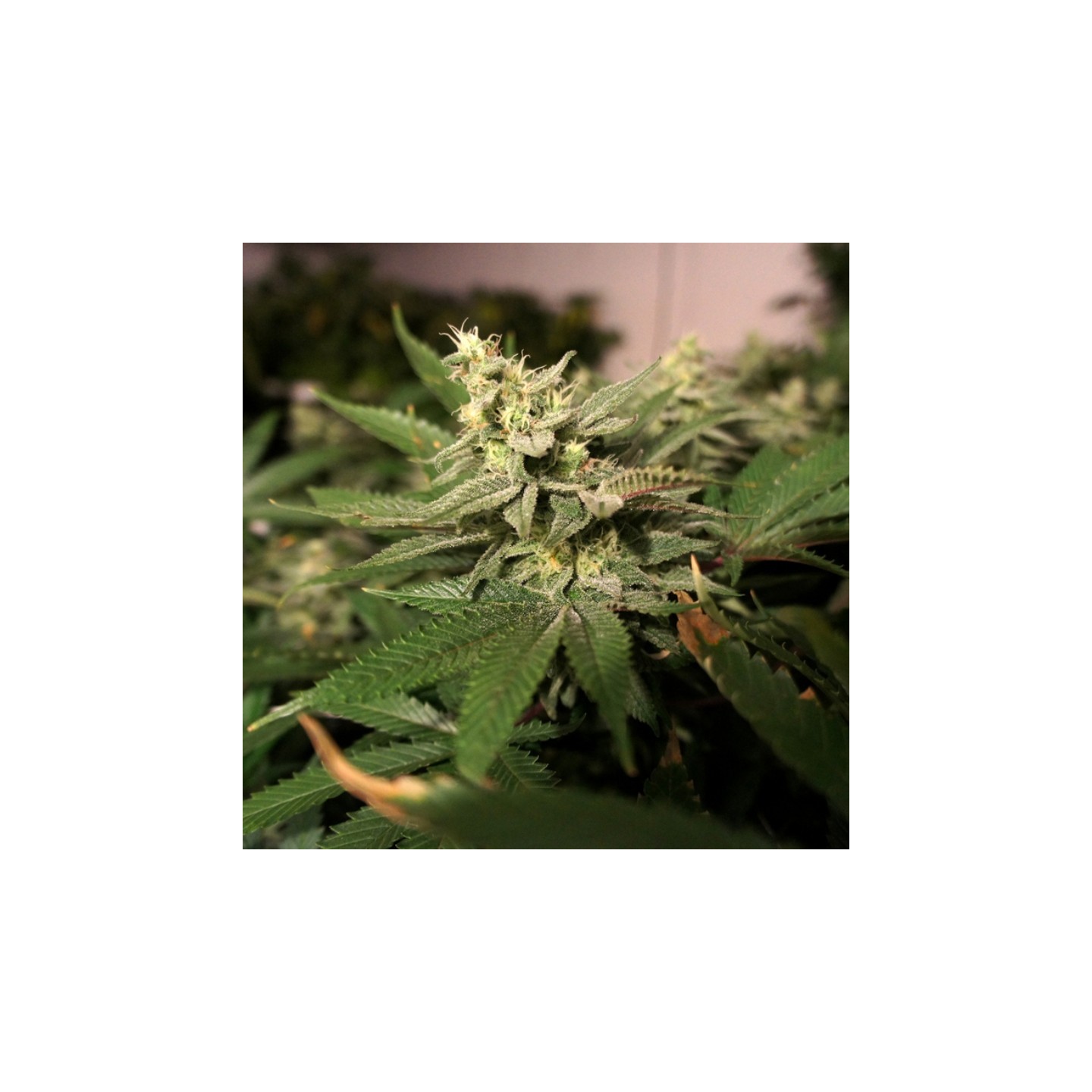 Mkage Feminizada de T.H. Seeds