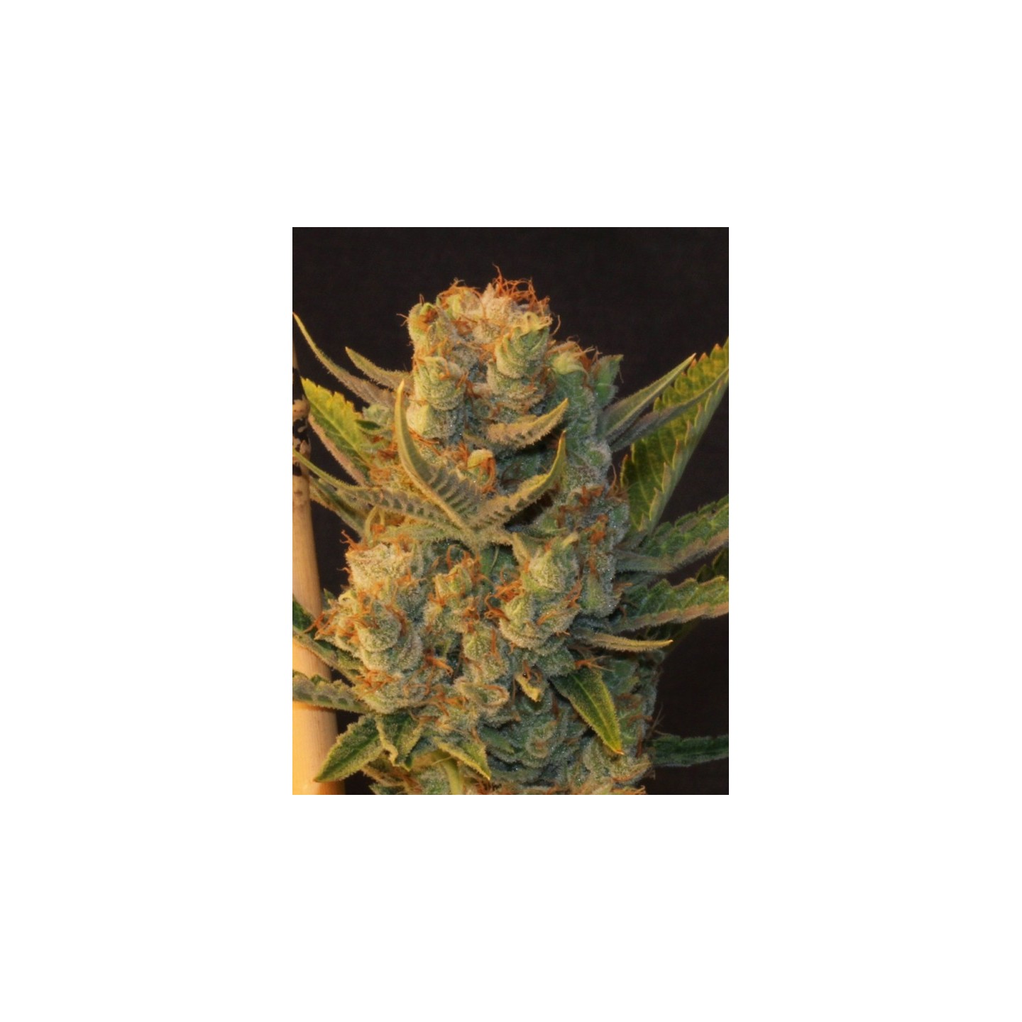 Mk-Ultra Bubble Feminizada de T.H. Seeds