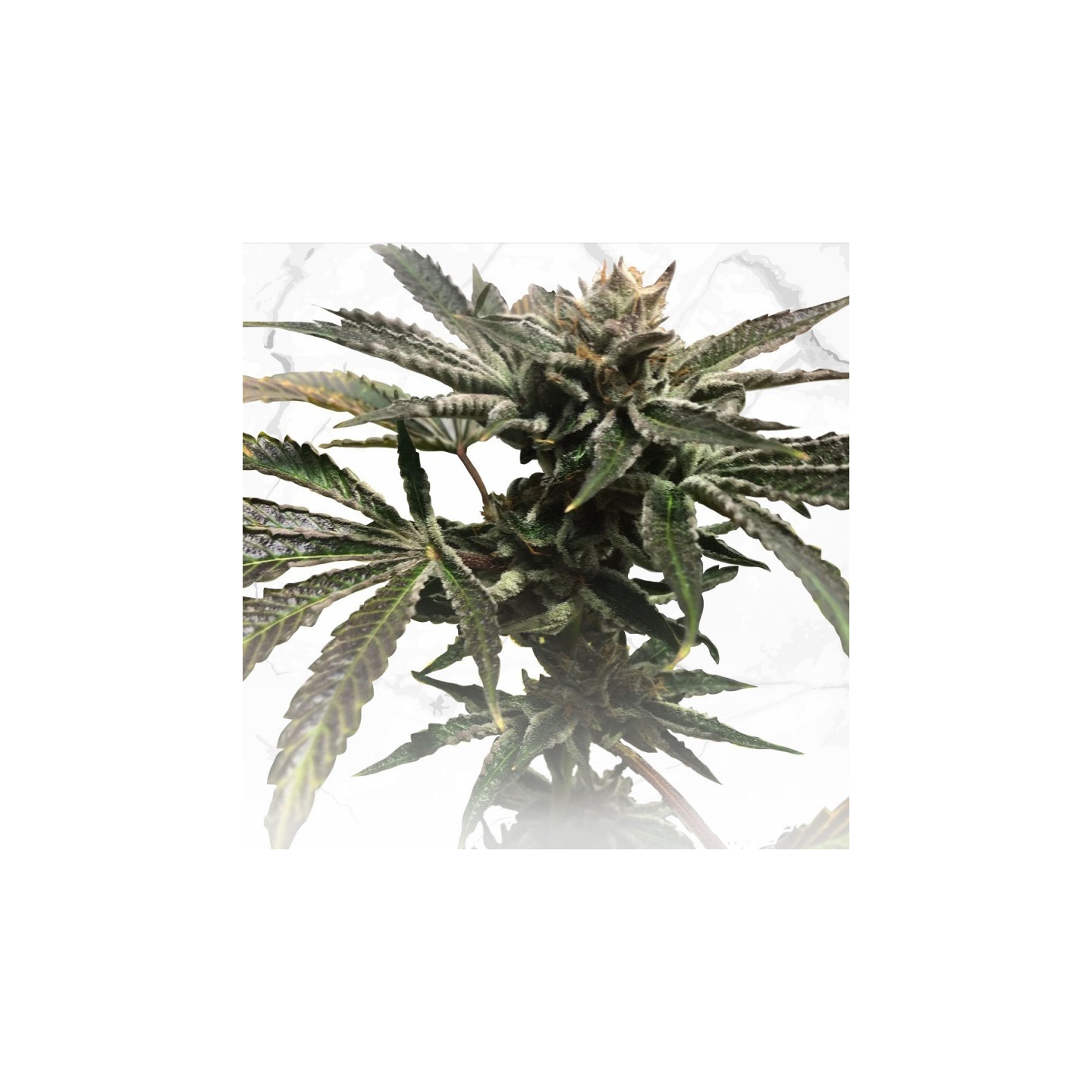 Purple Tangie X Birthday Cake Regular de T.H. Seeds