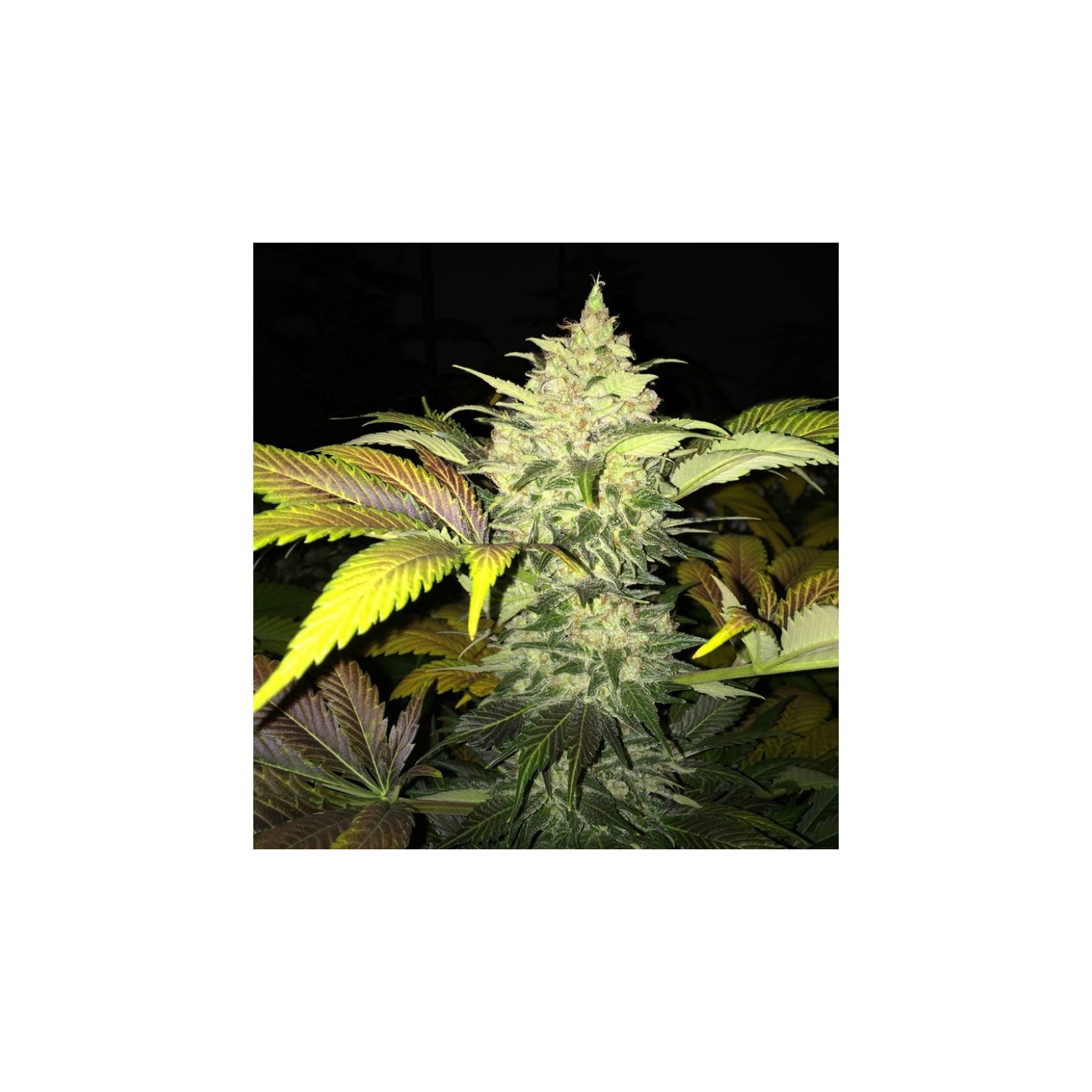 Roof 95 Feminizada de T.H. Seeds