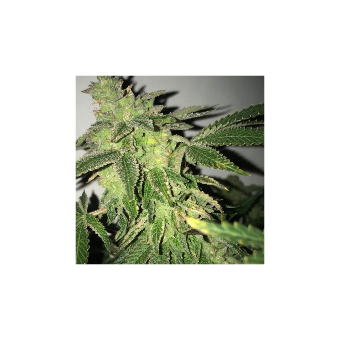 Shiloh Z Feminizada de T.H. Seeds